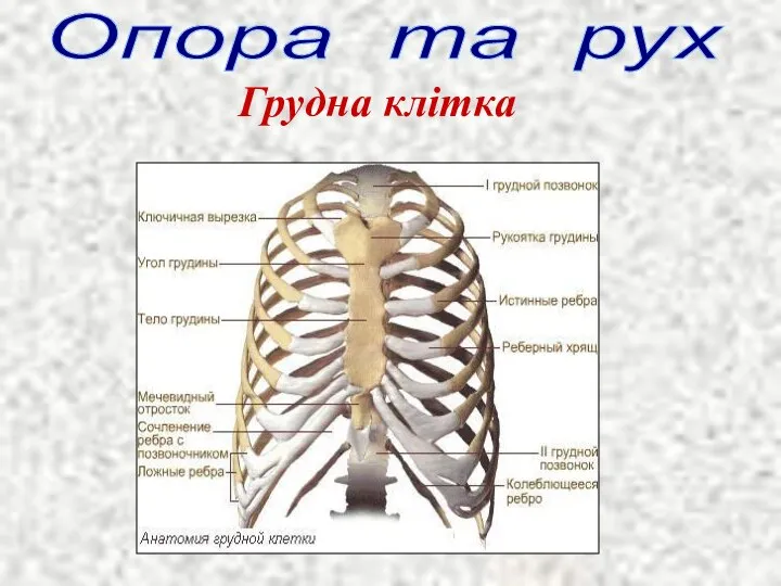 Опора та рух Грудна клітка