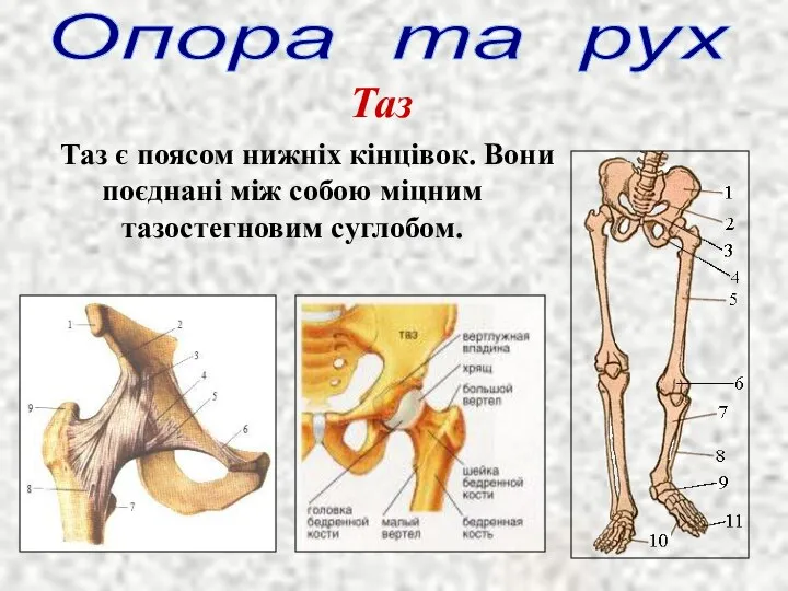 Опора та рух Таз Таз є поясом нижніх кінцівок. Вони поєднані між собою міцним тазостегновим суглобом.