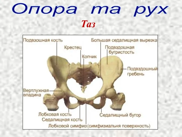 Опора та рух Таз