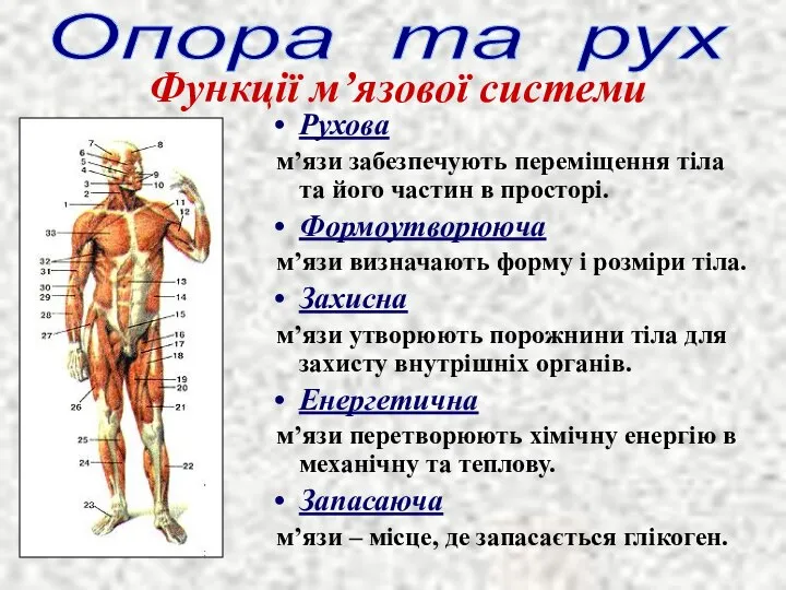 Рухова м’язи забезпечують переміщення тіла та його частин в просторі. Формоутворююча