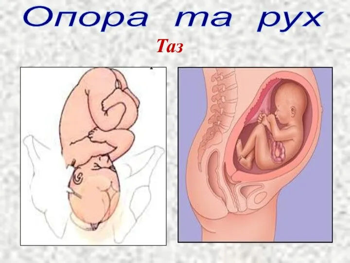 Опора та рух Таз