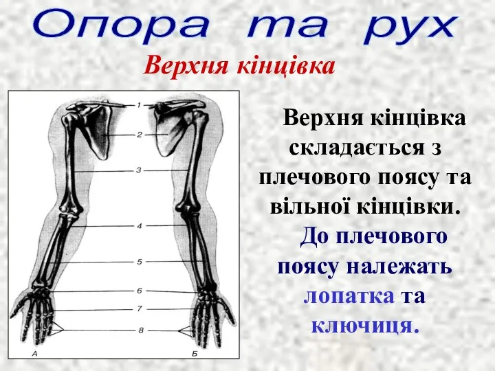 Опора та рух Верхня кінцівка Верхня кінцівка складається з плечового поясу