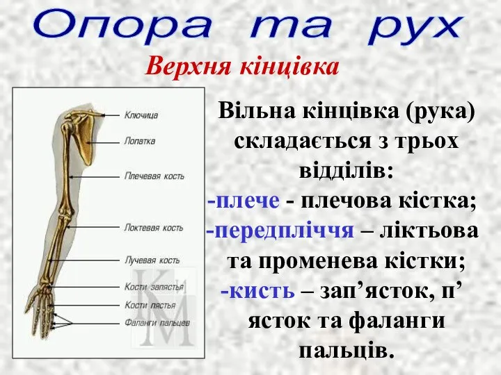 Опора та рух Верхня кінцівка Вільна кінцівка (рука) складається з трьох