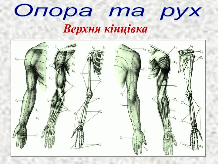 Верхня кінцівка Опора та рух