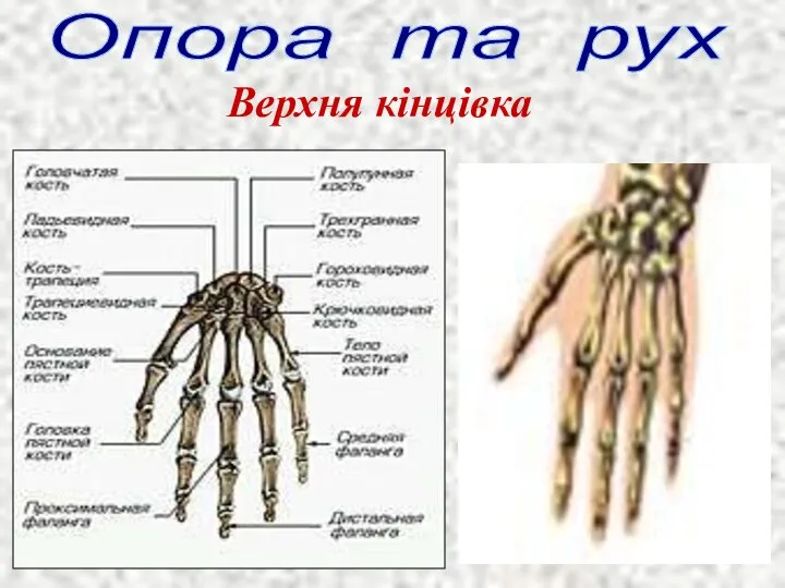 Опора та рух Верхня кінцівка