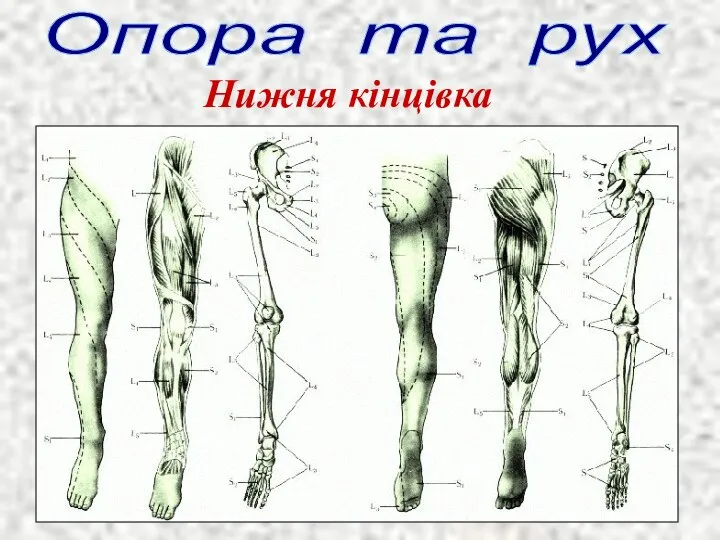 Опора та рух Нижня кінцівка