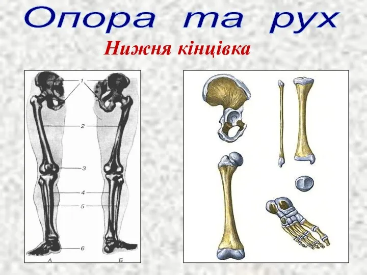 Опора та рух Нижня кінцівка