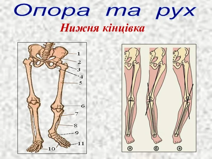 Опора та рух Нижня кінцівка