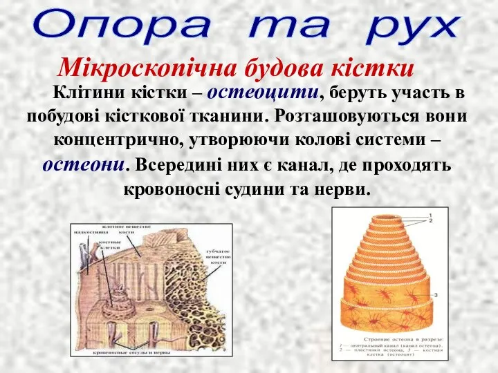 Мікроскопічна будова кістки Опора та рух Клітини кістки – остеоцити, беруть