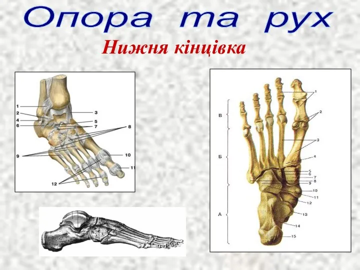 Опора та рух Нижня кінцівка