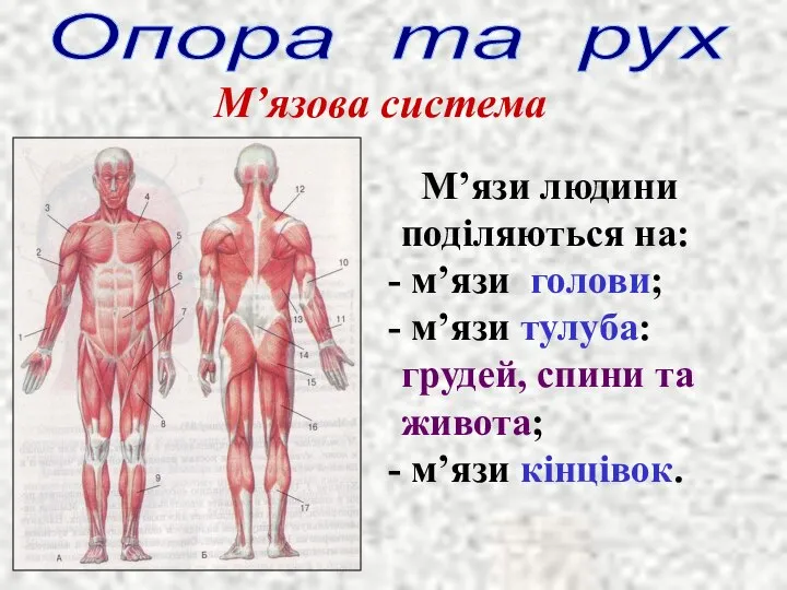 Опора та рух М’язова система М’язи людини поділяються на: м’язи голови;