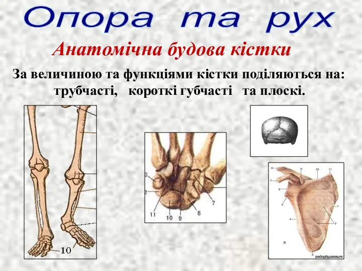 Опора та рух Анатомічна будова кістки За величиною та функціями кістки