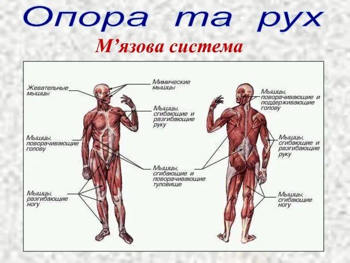 Опора та рух М’язова система