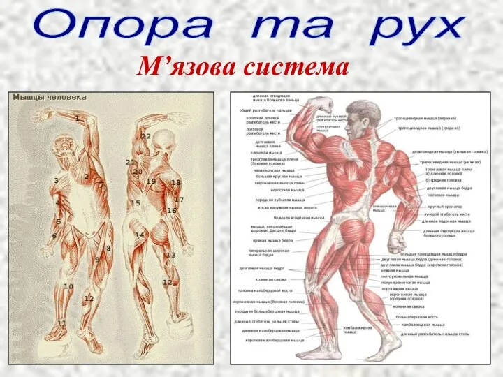 Опора та рух М’язова система