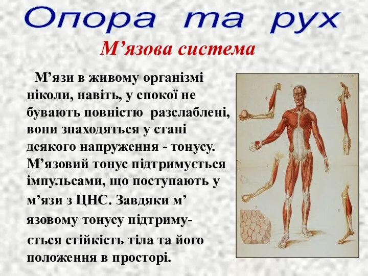 М’язи в живому організмі ніколи, навіть, у спокої не бувають повністю