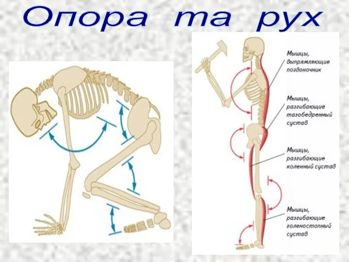 Опора та рух