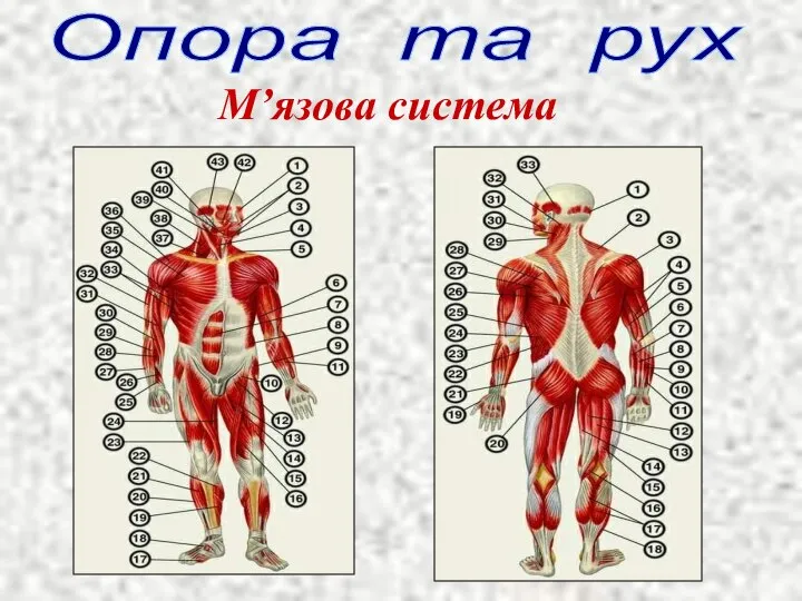 Опора та рух М’язова система