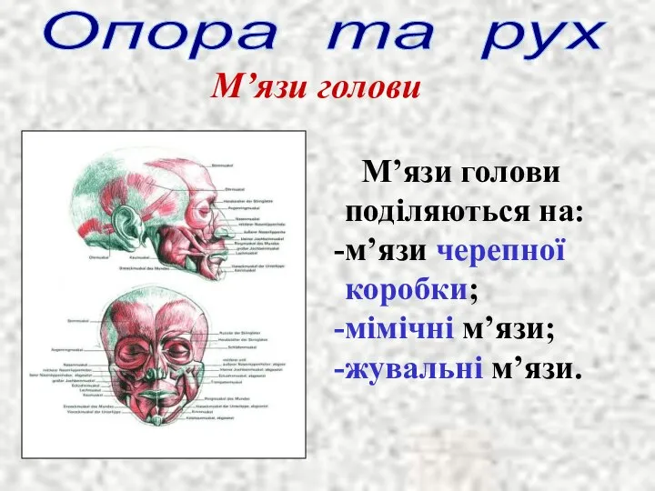 Опора та рух М’язи голови М’язи голови поділяються на: м’язи черепної коробки; мімічні м’язи; жувальні м’язи.