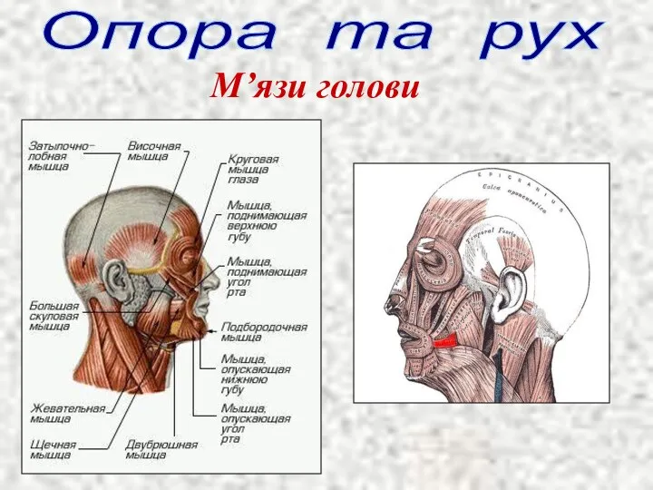 Опора та рух М’язи голови