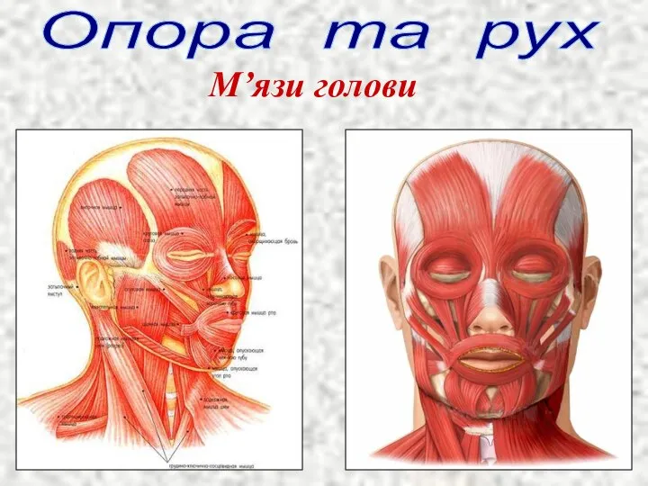 Опора та рух М’язи голови