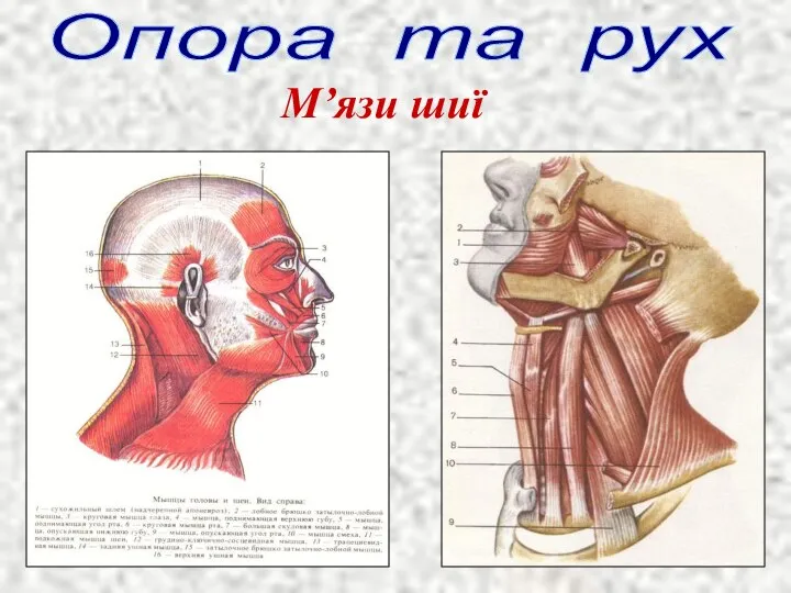 Опора та рух М’язи шиї