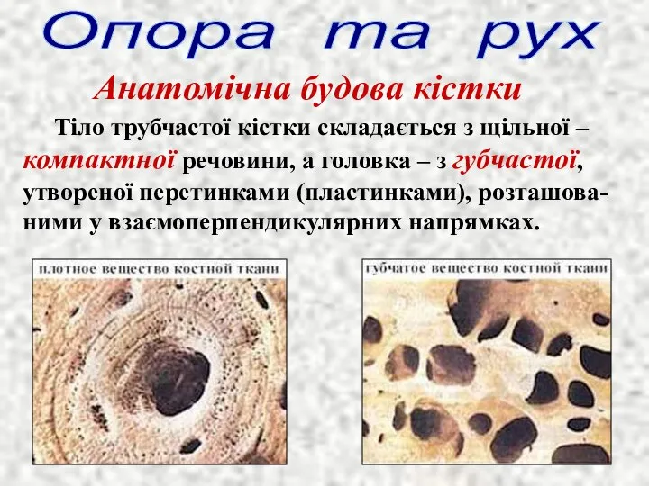 Опора та рух Анатомічна будова кістки Тіло трубчастої кістки складається з