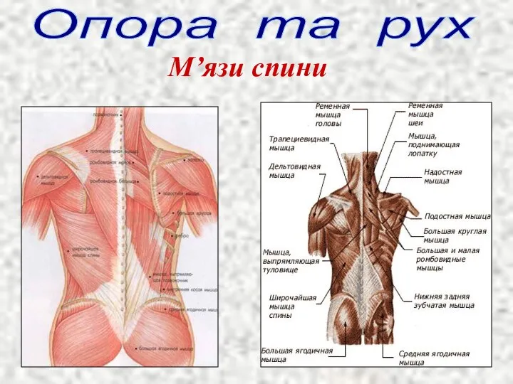 Опора та рух М’язи спини