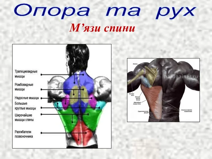 Опора та рух М’язи спини