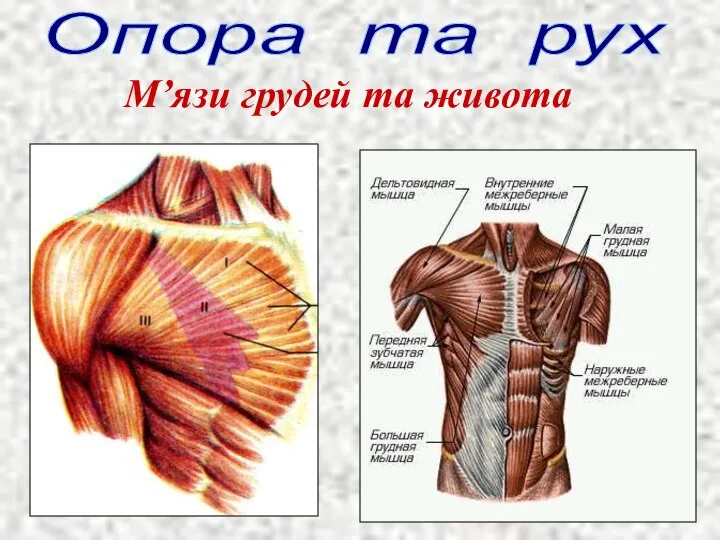 М’язи грудей та живота Опора та рух