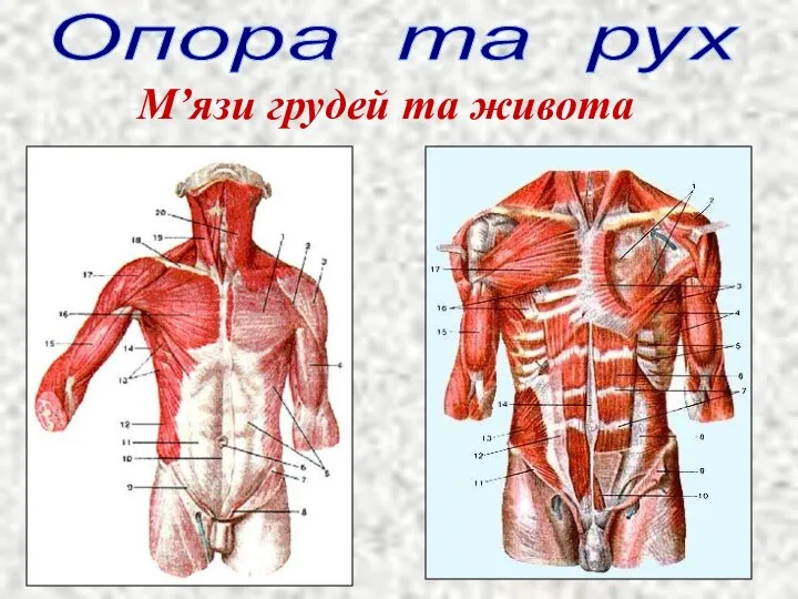 Опора та рух М’язи грудей та живота