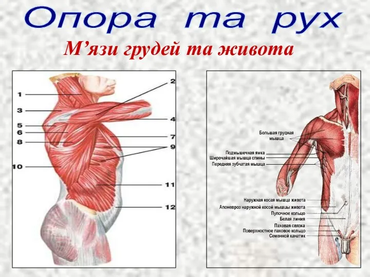 Опора та рух М’язи грудей та живота