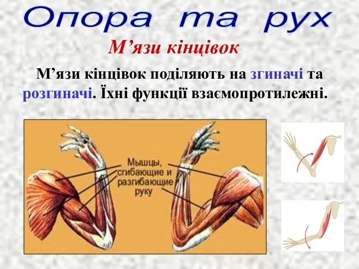 Опора та рух М’язи кінцівок М’язи кінцівок поділяють на згиначі та розгиначі. Їхні функції взаємопротилежні.