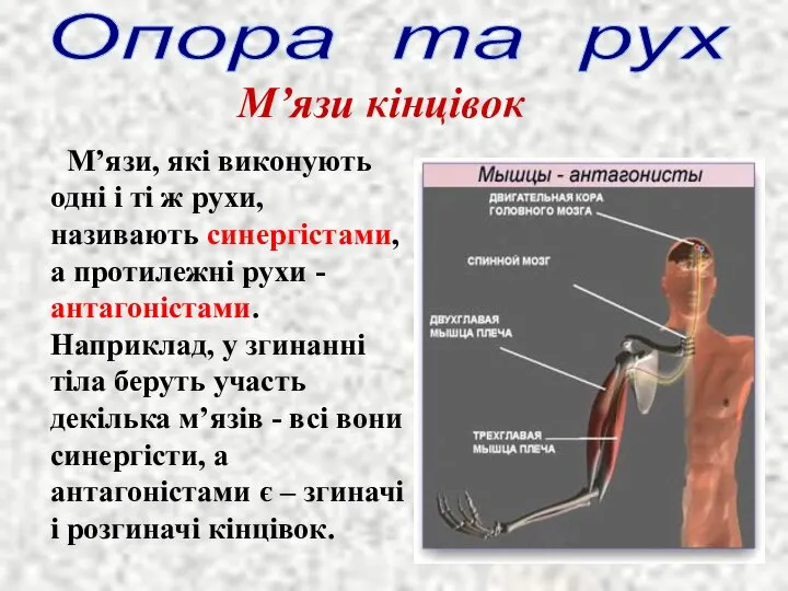 М’язи, які виконують одні і ті ж рухи, називають синергістами, а