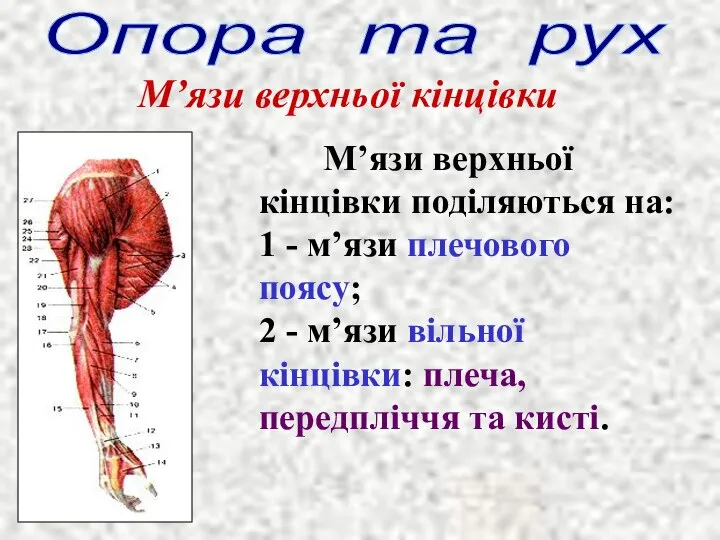 Опора та рух М’язи верхньої кінцівки М’язи верхньої кінцівки поділяються на: