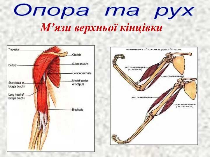 Опора та рух М’язи верхньої кінцівки