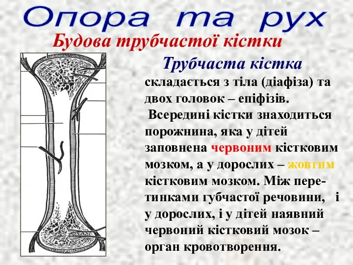 Опора та рух Будова трубчастої кістки Трубчаста кістка складається з тіла