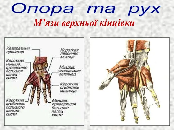 Опора та рух М’язи верхньої кінцівки