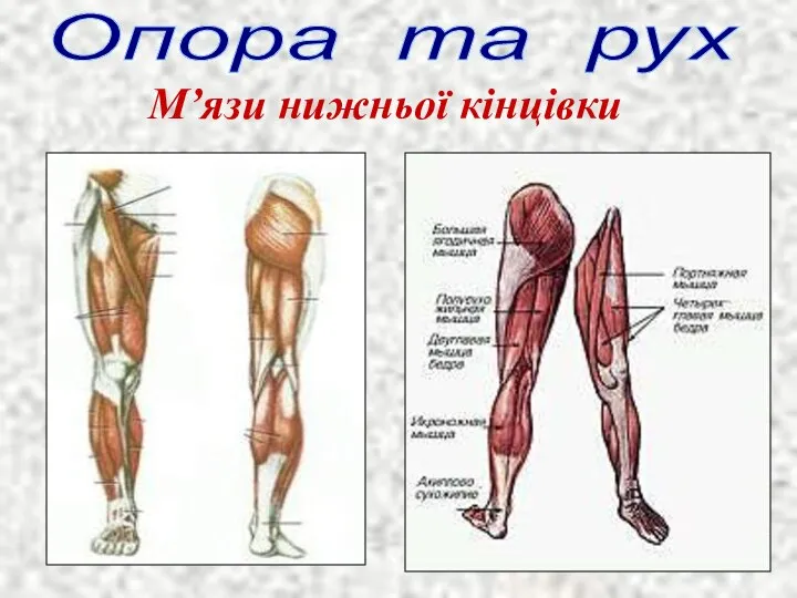 Опора та рух М’язи нижньої кінцівки