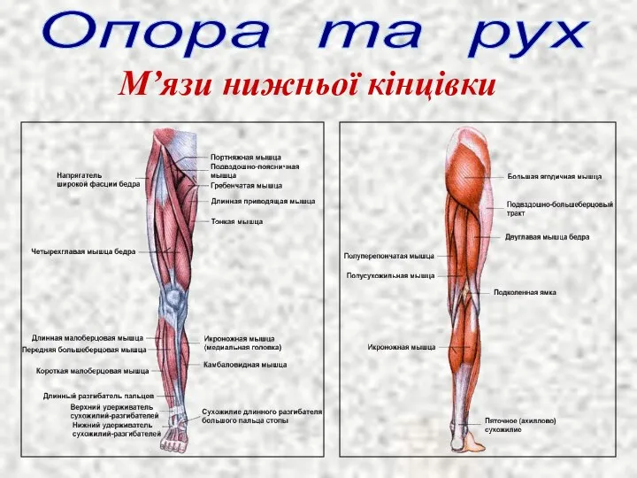 Опора та рух М’язи нижньої кінцівки