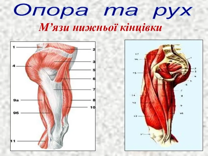 Опора та рух М’язи нижньої кінцівки