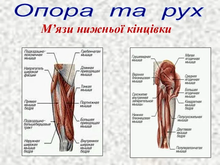 Опора та рух М’язи нижньої кінцівки