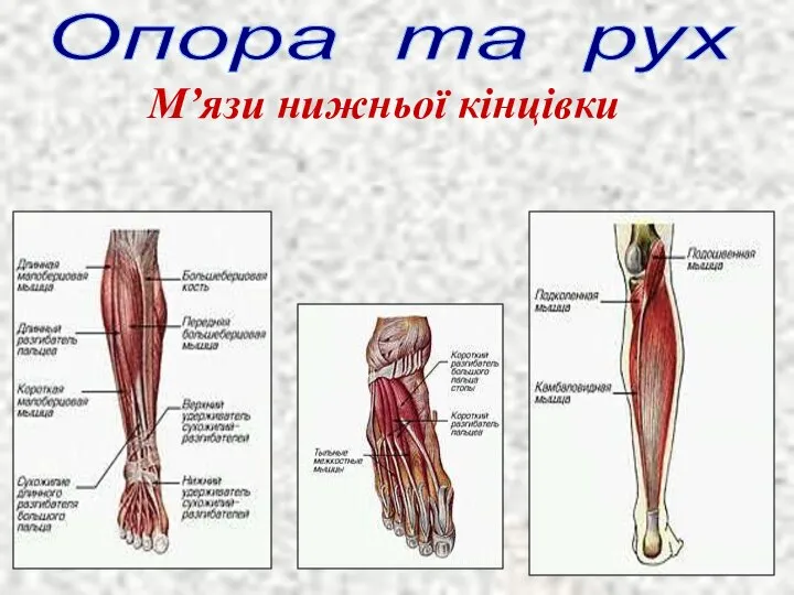 Опора та рух М’язи нижньої кінцівки