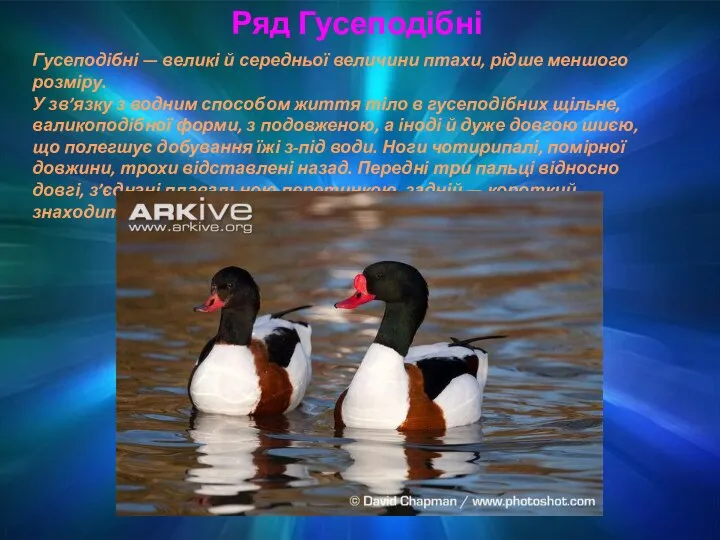 Ряд Гусеподібні Гусеподібні — великі й середньої величини птахи, рідше меншого