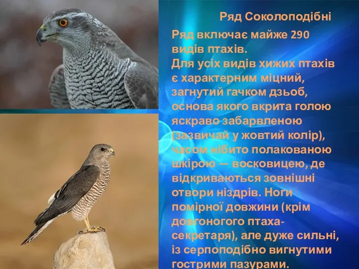 Ряд Соколоподібні Ряд включає майже 290 видів птахів. Для усіх видів