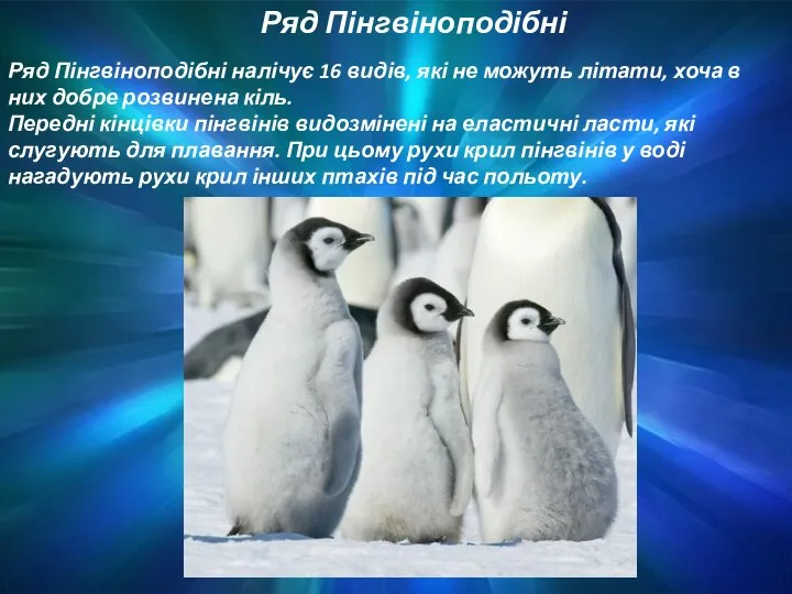 Ряд Пінгвіноподібні Ряд Пінгвіноподібні налічує 16 видів, які не можуть літати,