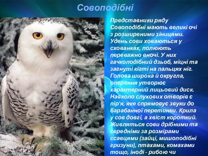 Совоподібні Представники ряду Совоподібні мають великі очі з розширеними зіницями. Удень