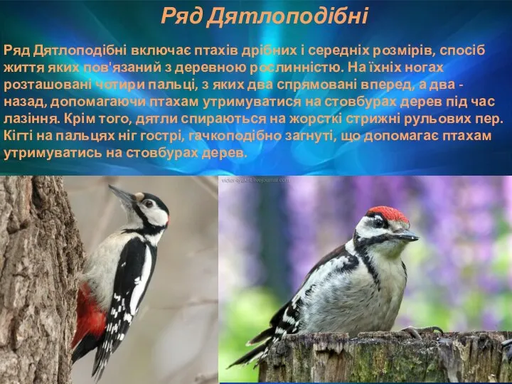 Ряд Дятлоподібні Ряд Дятлоподібні включає птахів дрібних і середніх розмірів, спосіб