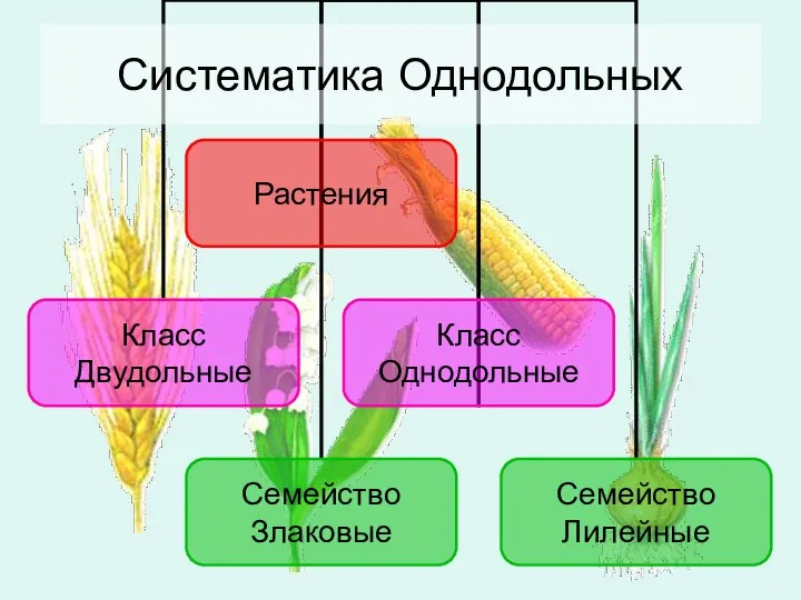 Систематика Однодольных