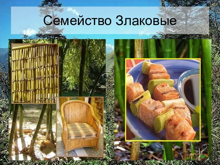 Семейство Злаковые