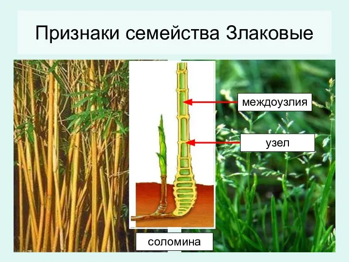 Признаки семейства Злаковые соломина